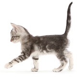 Silver tabby kitten walking across