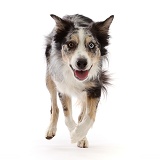 Border Collie-cross dog, running