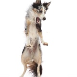 Border Collie-cross dog, jumping up to catch a snack