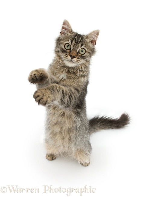 Tabby kitten, with raised paws photo WP32754