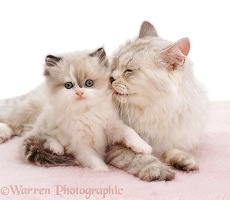 Mother cat licking a kitten