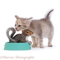 Grey kitten licking at Grey Squirrel in food bowl