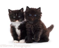 Chocolate and white fluffy kittens