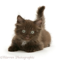 Chocolate fluffy kitten