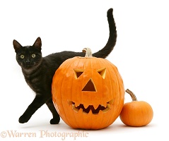 Black smoke cat rubbing past a Halloween Pumpkin