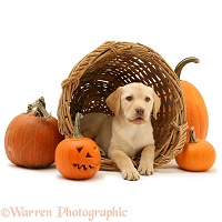Yellow Labrador Retriever pup at Halloween