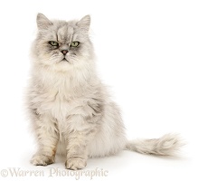 Chinchilla Persian male cat