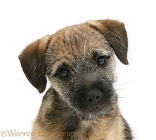 Border Terrier pup portrait