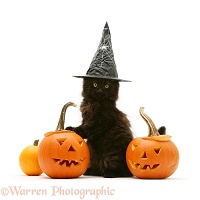 Black Maine Coon kitten with Halloween Pumpkins