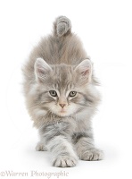 Maine Coon kitten, 7 weeks old, stretching