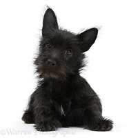 Black Terrier-cross puppy