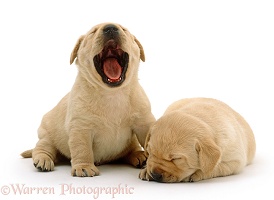 Two sleepy Yellow Labrador Retriever pups