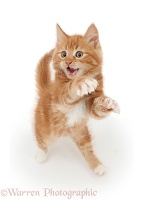 Ginger kitten dancing