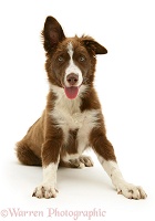 Chocolate-and-white Border Collie pup