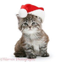 Maine Coon kitten wearing a Santa hat