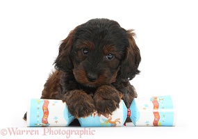 Cockapoo pup with paws over a Christmas cracker
