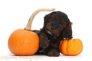 Cockapoo pup with pumpkins