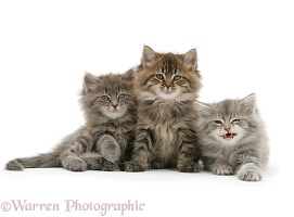 Three Maine Coon kittens, 7 weeks old