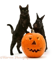 Black cat and black rabbit with Halloween Pumpkin