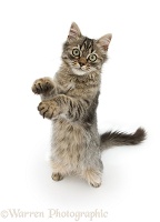 Tabby kitten, with raised paws