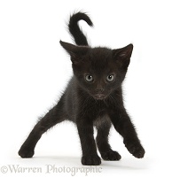 Black kitten, 6 weeks old, walking cautiously