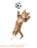 Ginger kitten leaping as if to save a goal