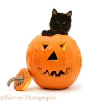 Black Maine Coon kitten with Halloween pumpkin