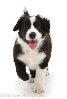 Black-and-white Border Collie pup