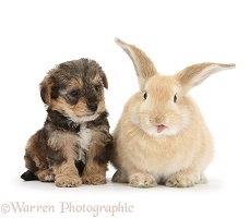 Yorkipoo pup, 6 weeks old, with sandy rabbit