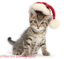 Cute tabby kitten wearing a Santa hat