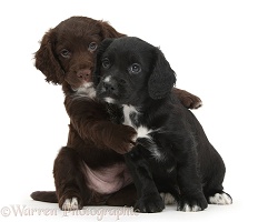 Black and chocolate Cocker Spaniel puppies hugging
