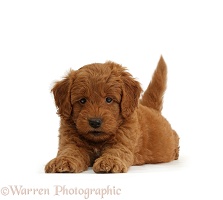 Cute red F1b Goldendoodle puppy on paw print background