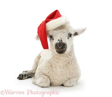 Baa humbug to ewe lamb in Santa hat