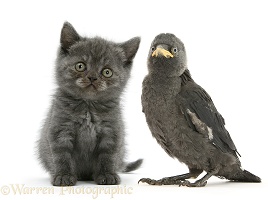 Grey kitten and baby Jackdaw