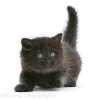 Cute little black kitten