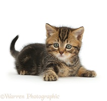 Tabby kitten in playful posture