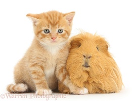 Ginger kitten, 5 weeks old, and Guinea pig