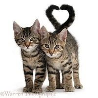 Smitten kittens - tabby kittens tails forming a heart on pink