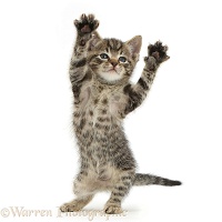 Small tabby kitten dancing YMCA