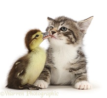 Duckling tweaking the lip of tabby kitten