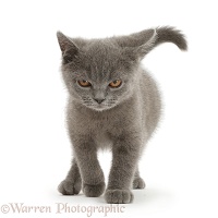 Blue British Shorthair kitten walking with menace