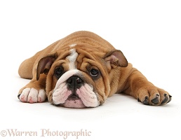 Bulldog pup lying sprawled out and can't be bothered