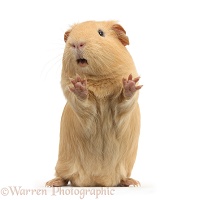 Yellow Guinea pig standing up and squeaking