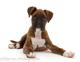 Brindle Boxer puppy looking to the side