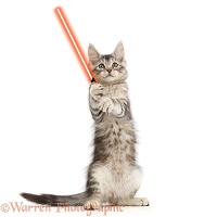 Jedi kitten - Use the Paws, Luke