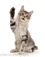 Silver tabby kitten with raised paw waving