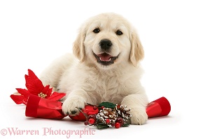 Smiley Golden Retriever pup with Christmas cracker