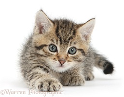 Cute tabby kitten, 6 weeks old