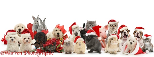 Merry Christmas pets wearing Santa hats