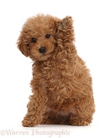 Red Toy labradoodle puppy waving